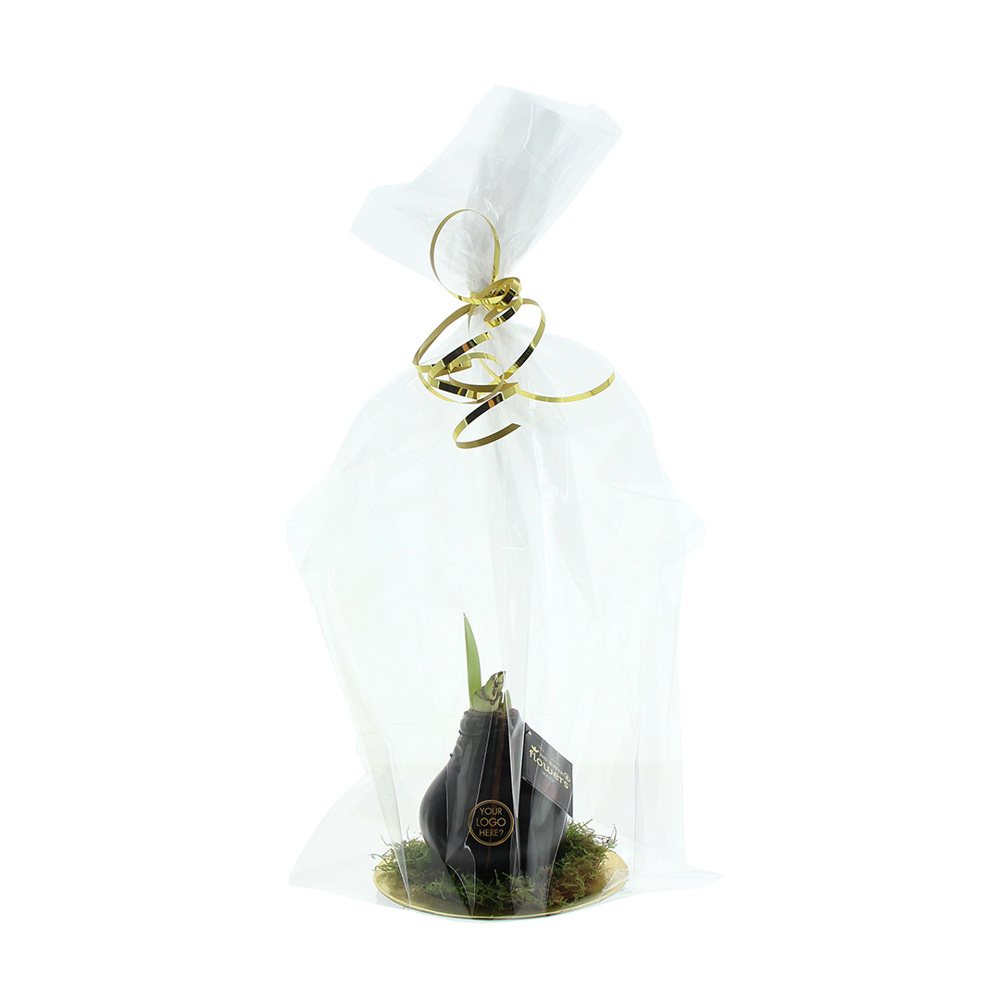 No Water Flowers® - Waxz® on golden dish, In Geschenkbox, Lila