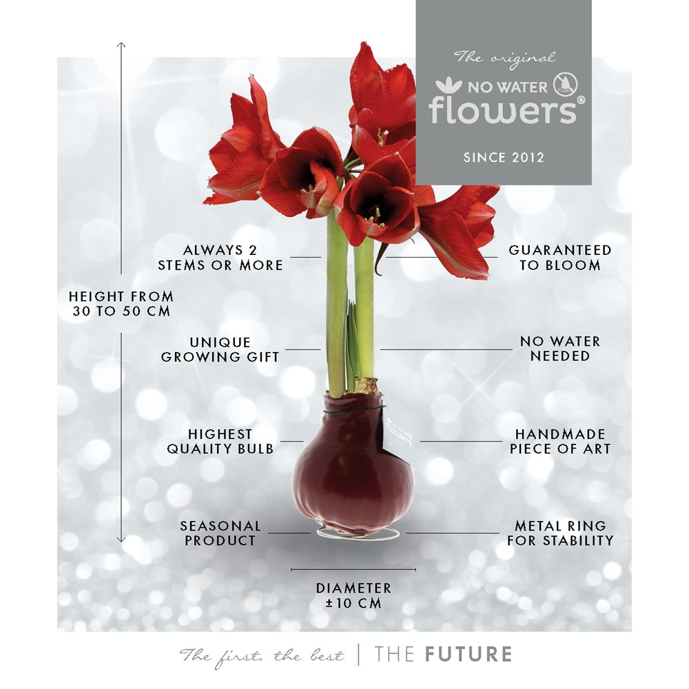 No Water Flowers® - Waxz® on golden dish, In Geschenkbox, Lila